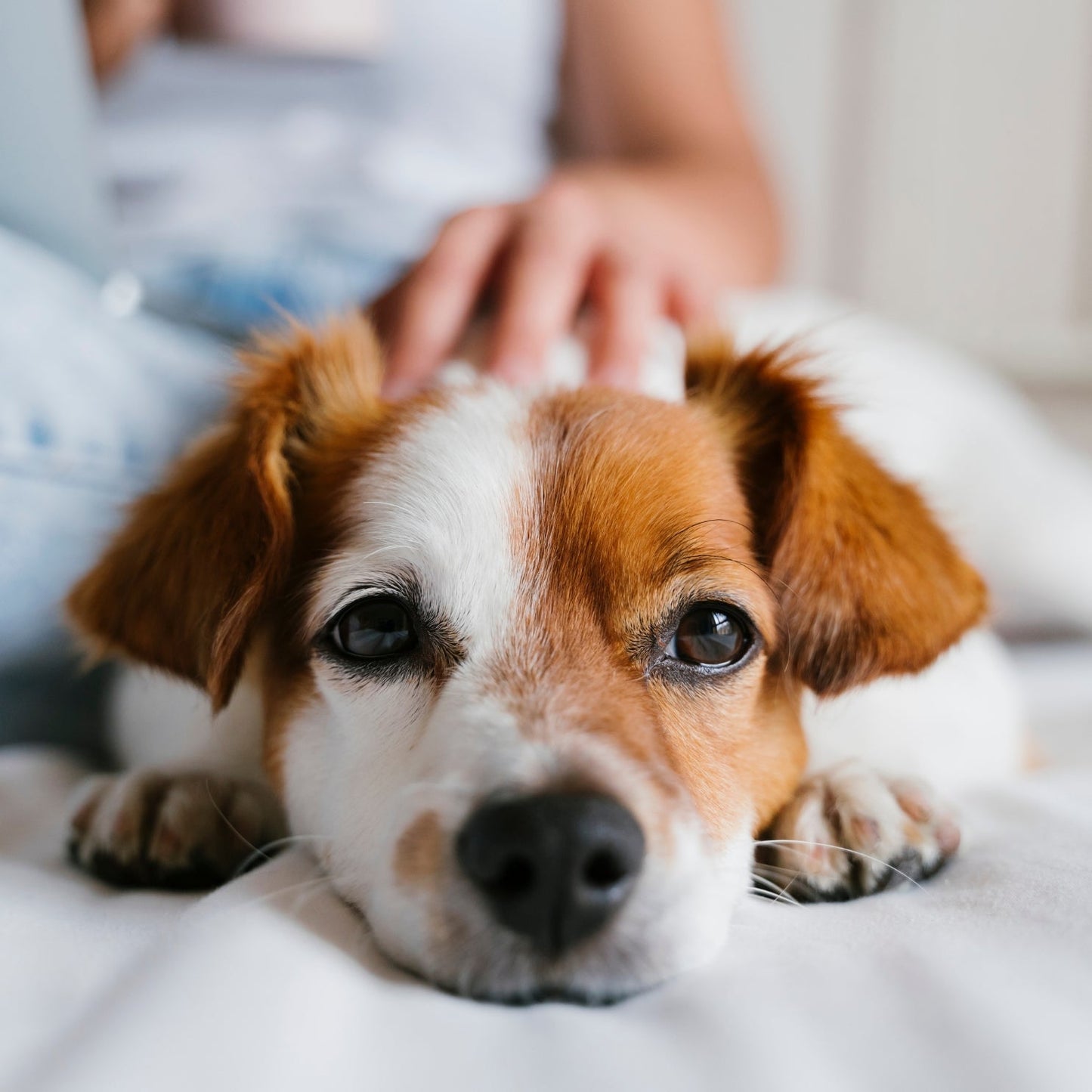 Zivoca™ - Advanced Dog Calming Diffuser